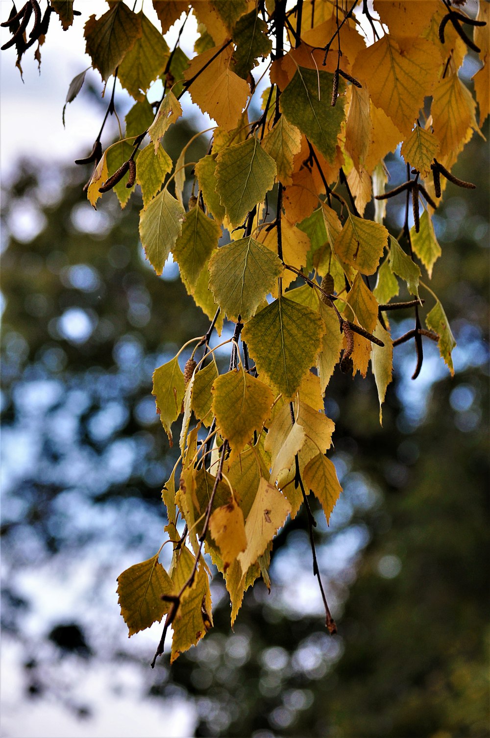 Ein Baum mit gelben Blättern