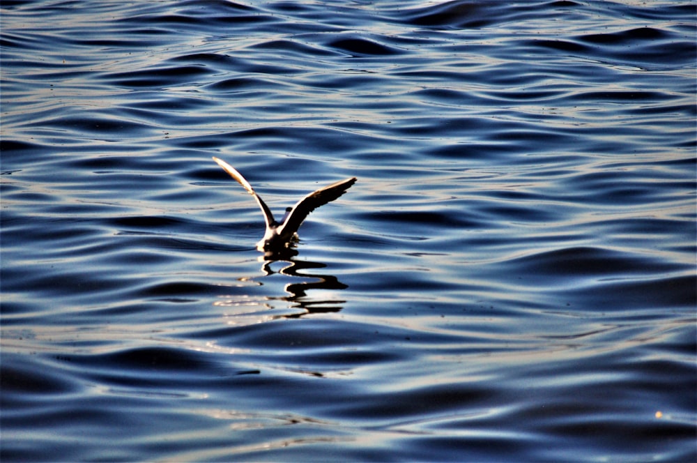 Ein Vogel fliegt über Wasser