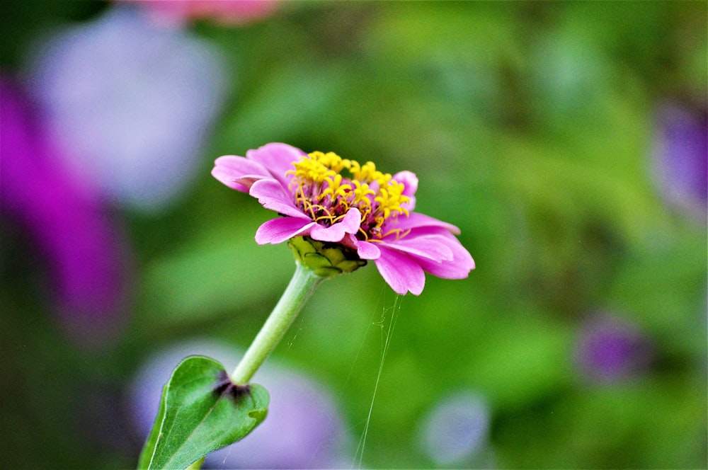 a close up of a flower