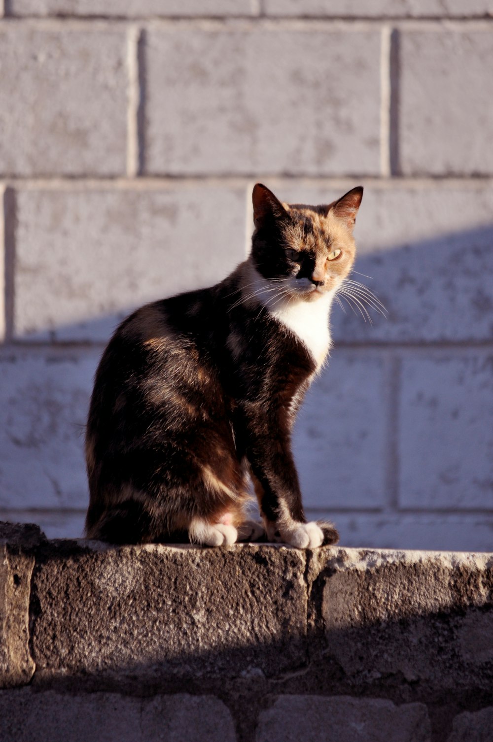 Eine Katze sitzt auf einem Felsvorsprung