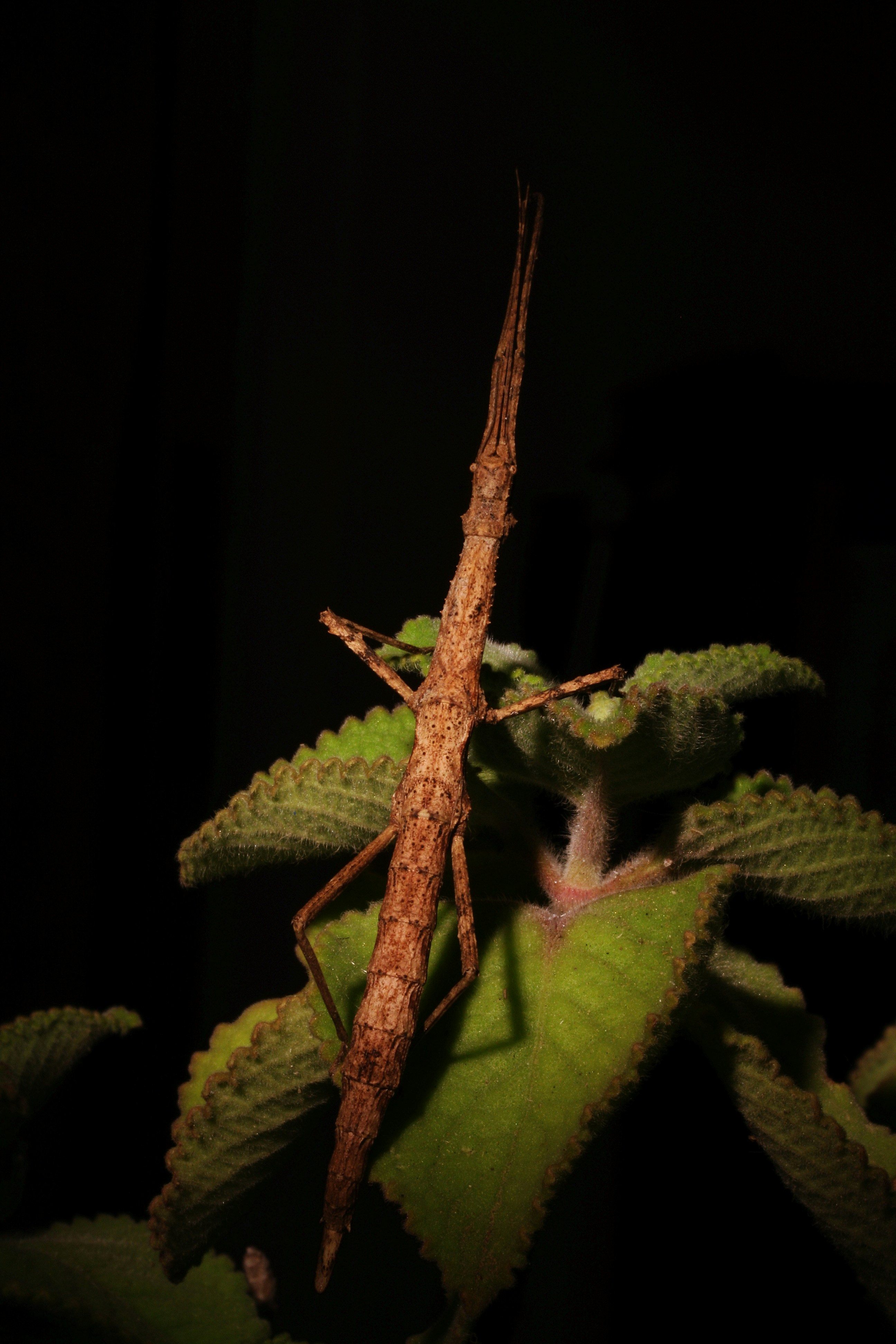 Bugs, Insects, Spiders and creepy crawly slimies | 50 best free spider ...
