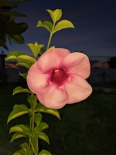 A pink flower with delicate petals is prominently featured. The flower has a vibrant pink hue with a darker center. It is attached to a stem with green leaves, set against a dark background, indicating it might be evening or nighttime.