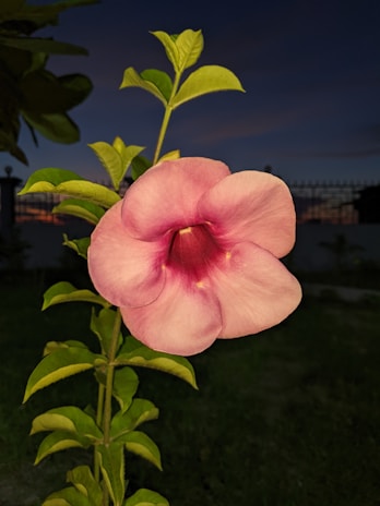 A pink flower with delicate petals is prominently featured. The flower has a vibrant pink hue with a darker center. It is attached to a stem with green leaves, set against a dark background, indicating it might be evening or nighttime.