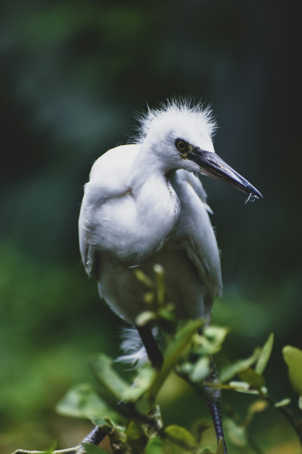 a bird sitting on a branch