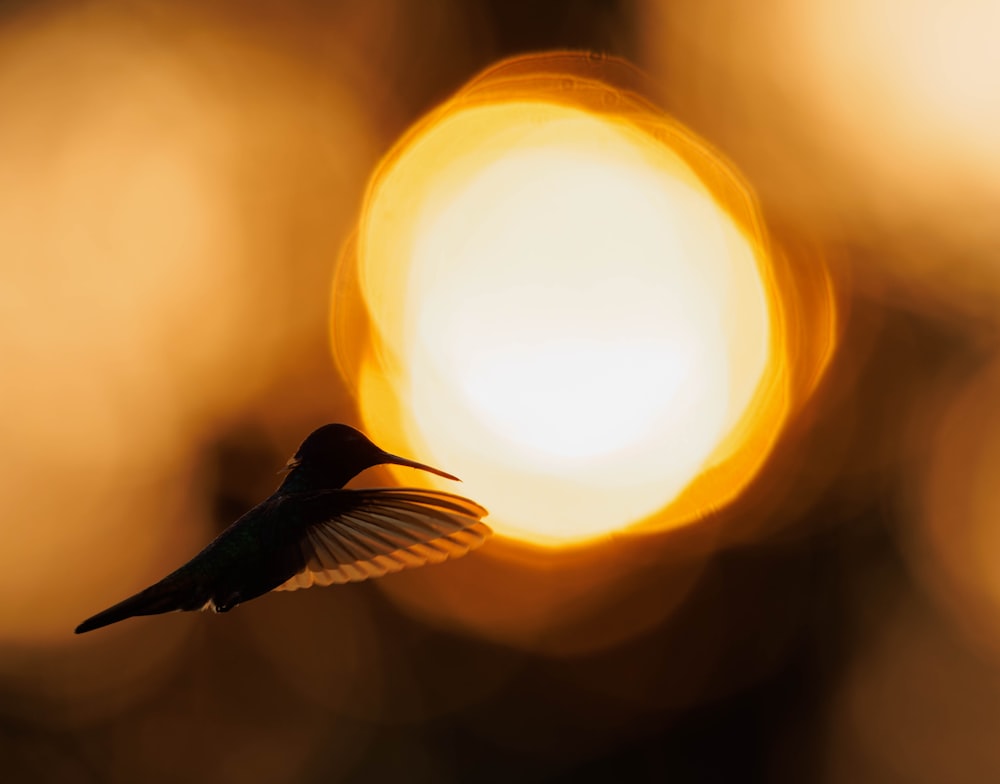 a bird flying in front of a bright light