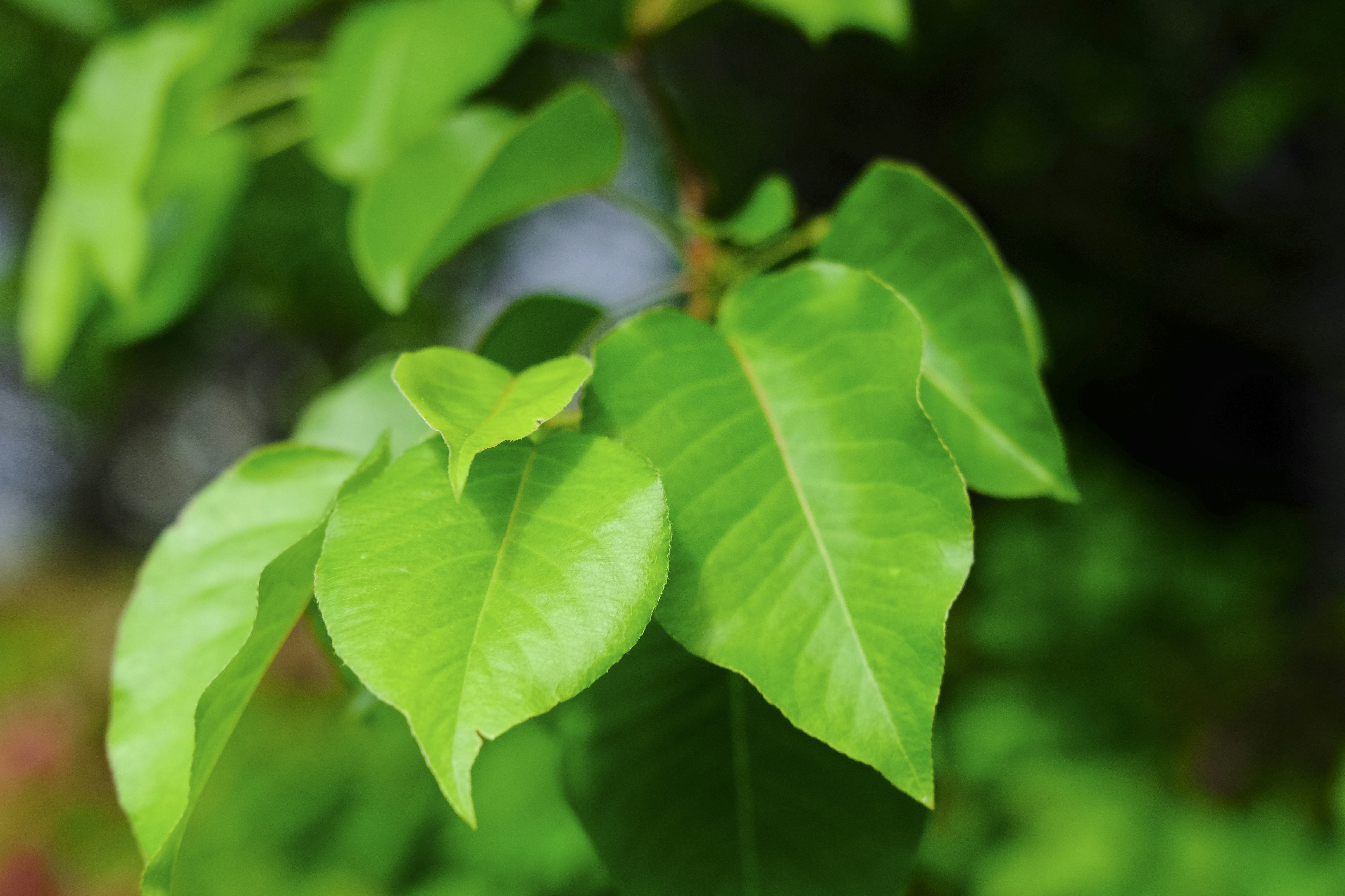 Photo by anna_rumjahn