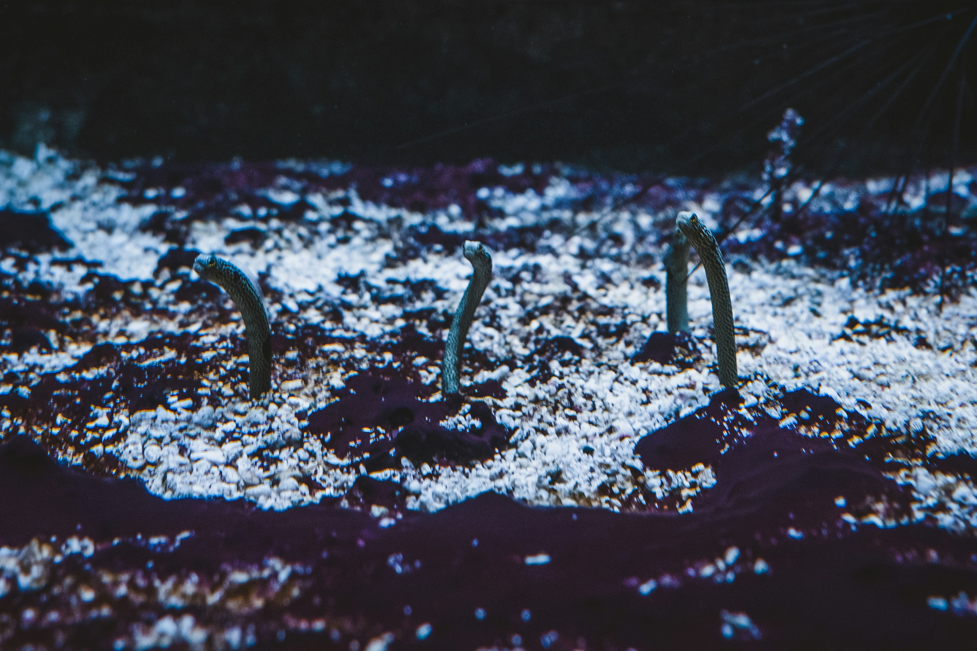 Field Guide: Microdrop Launch Ops — Minimal Stacks, Measurement & Legal Signals