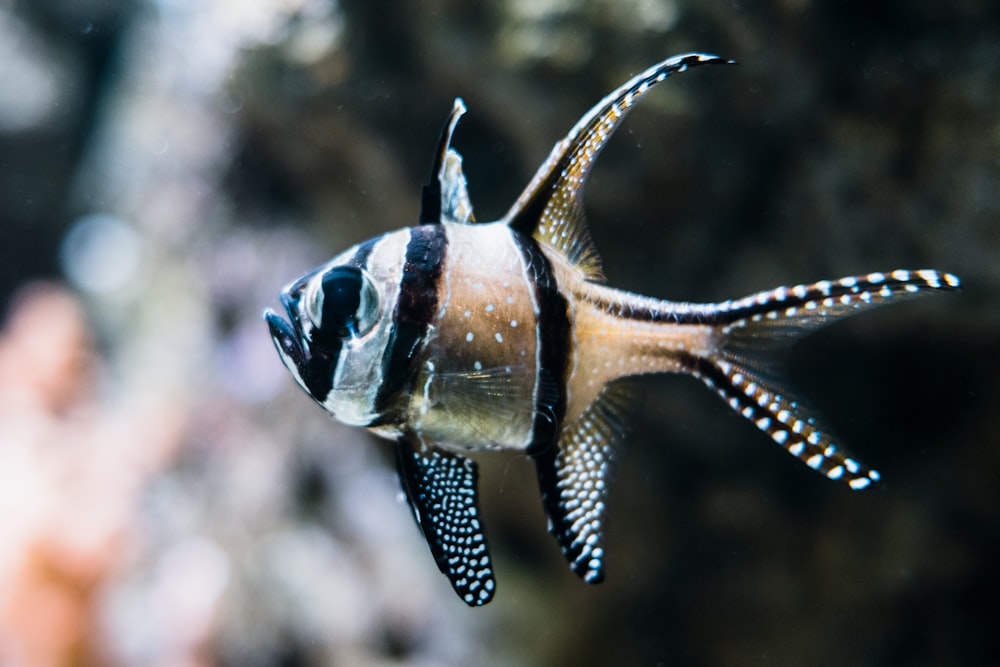 a close up of a fish