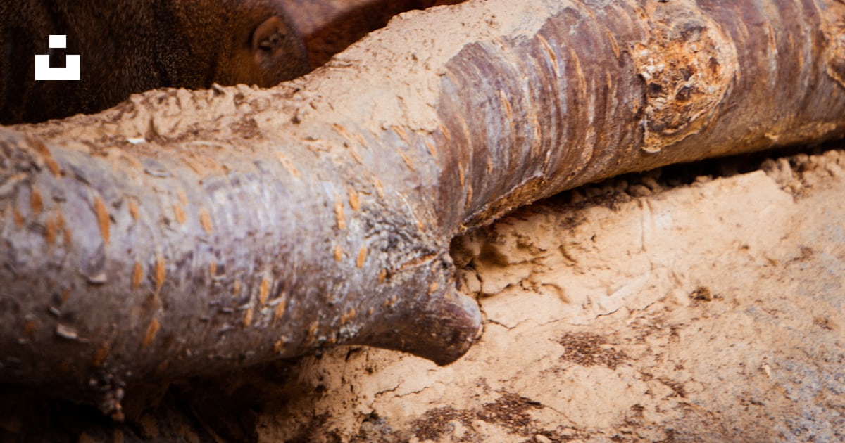 A rodent on a log photo – Free Zoo background Image on Unsplash