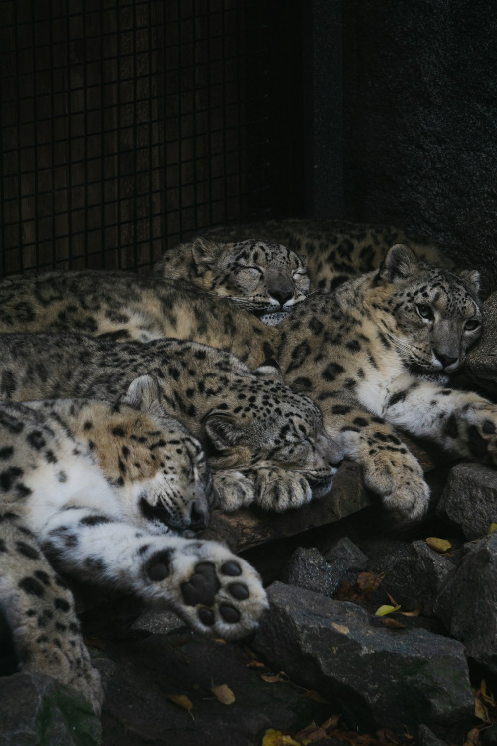 a group of spotted wild cats