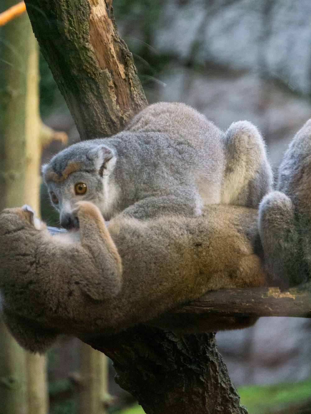 a couple of koalas in a tree