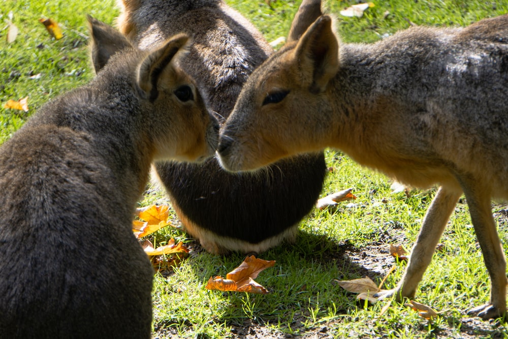 a couple of kangaroos eating