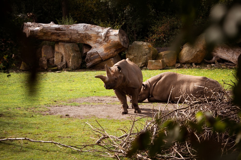 a couple of rhinoceros in a zoo exhibit