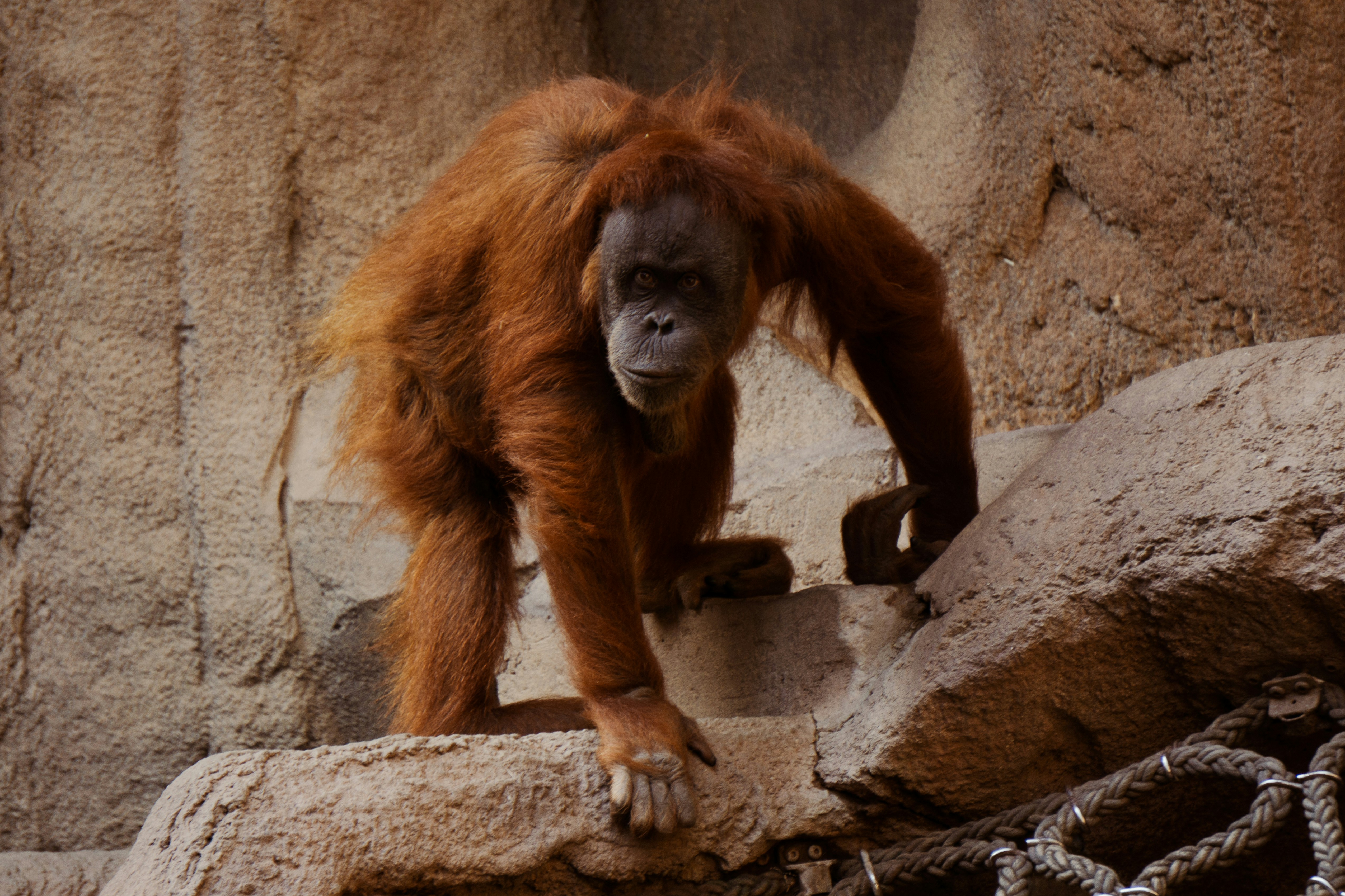 a monkey sitting on a rock