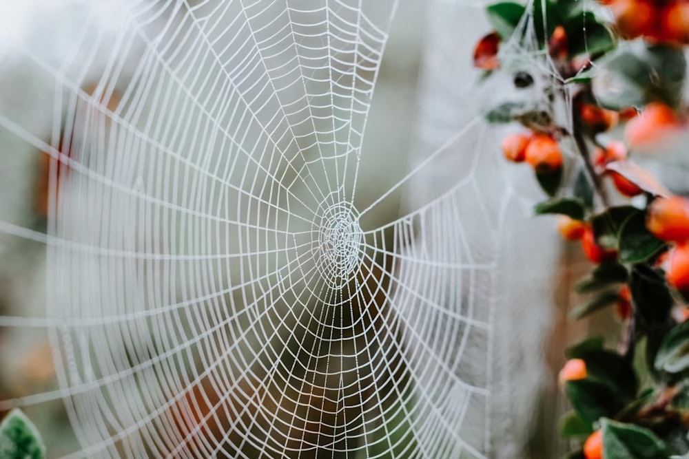 frosty spider web