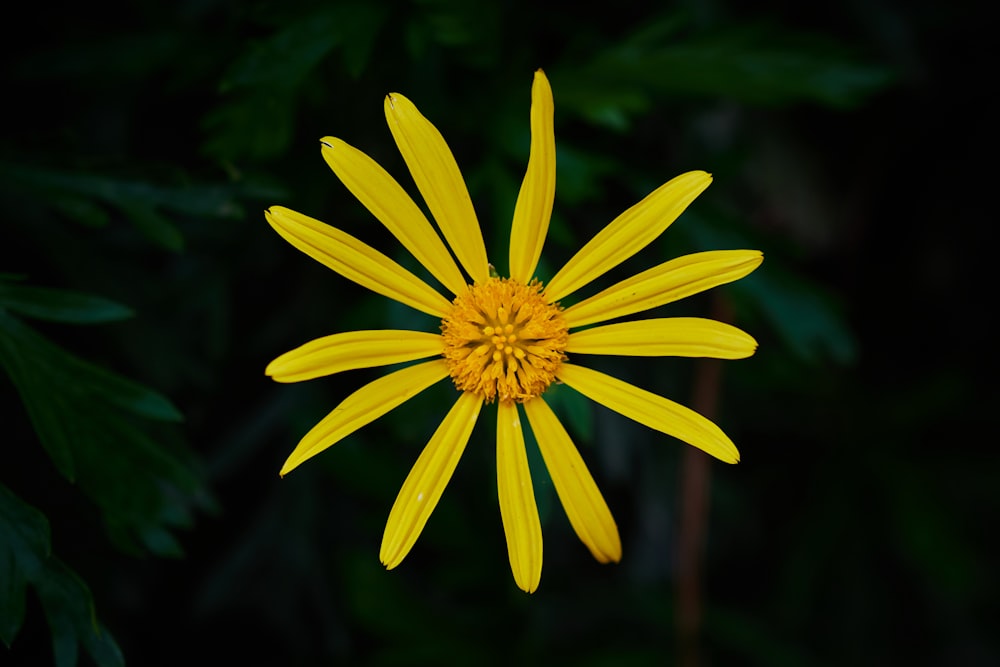 a yellow flower with green leaves