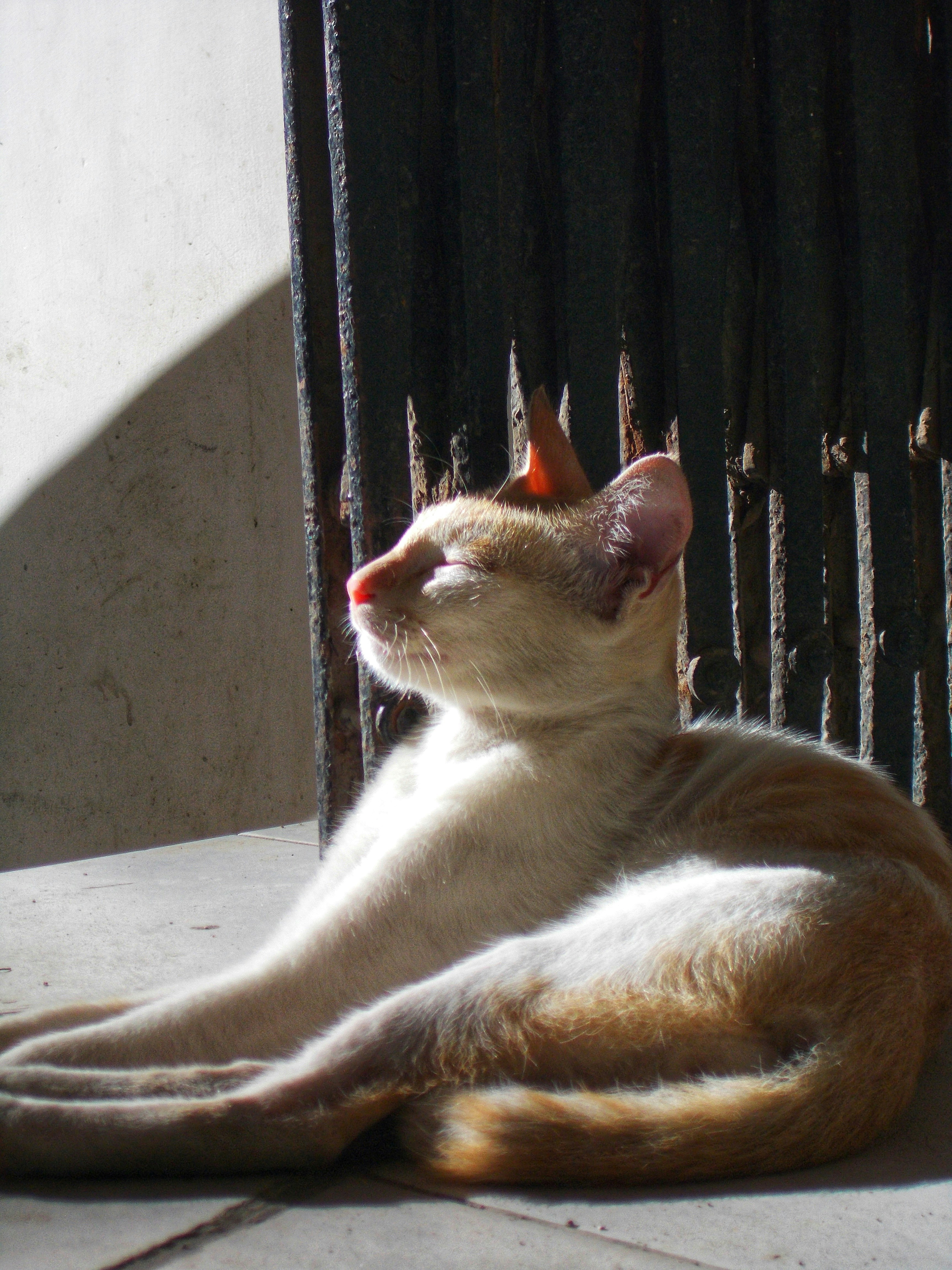 Shadow-Like Following (image credits: unsplash)