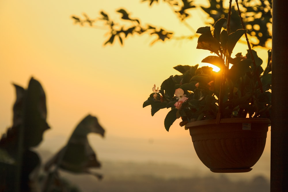 a plant in a pot