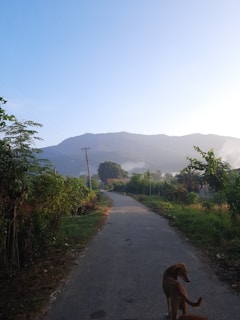 A serene view of the Mourne Mountains bathed in soft morning light, with Bobby the sausage dog and Izzy the Jack Russell exploring the foreground.