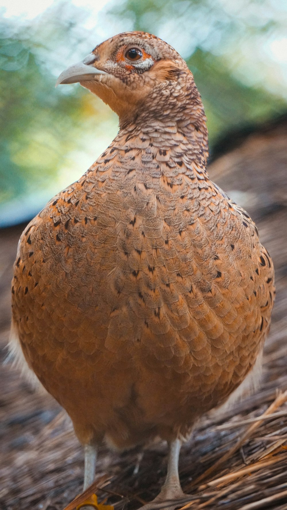 a brown bird with a white beak