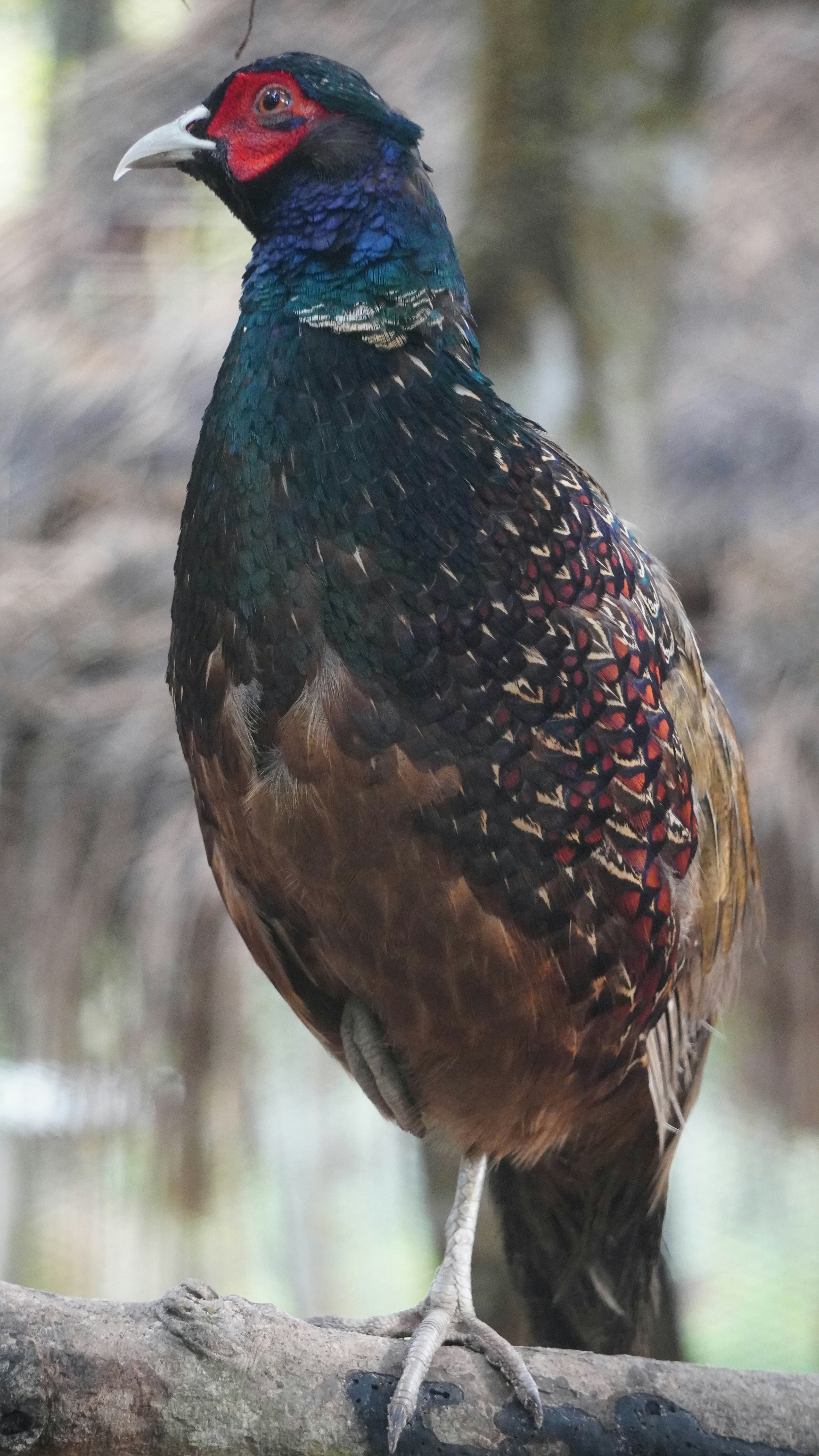 a bird standing on a branch