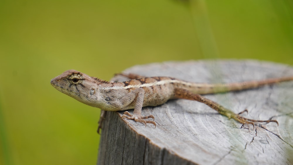 a lizard on a wood surface