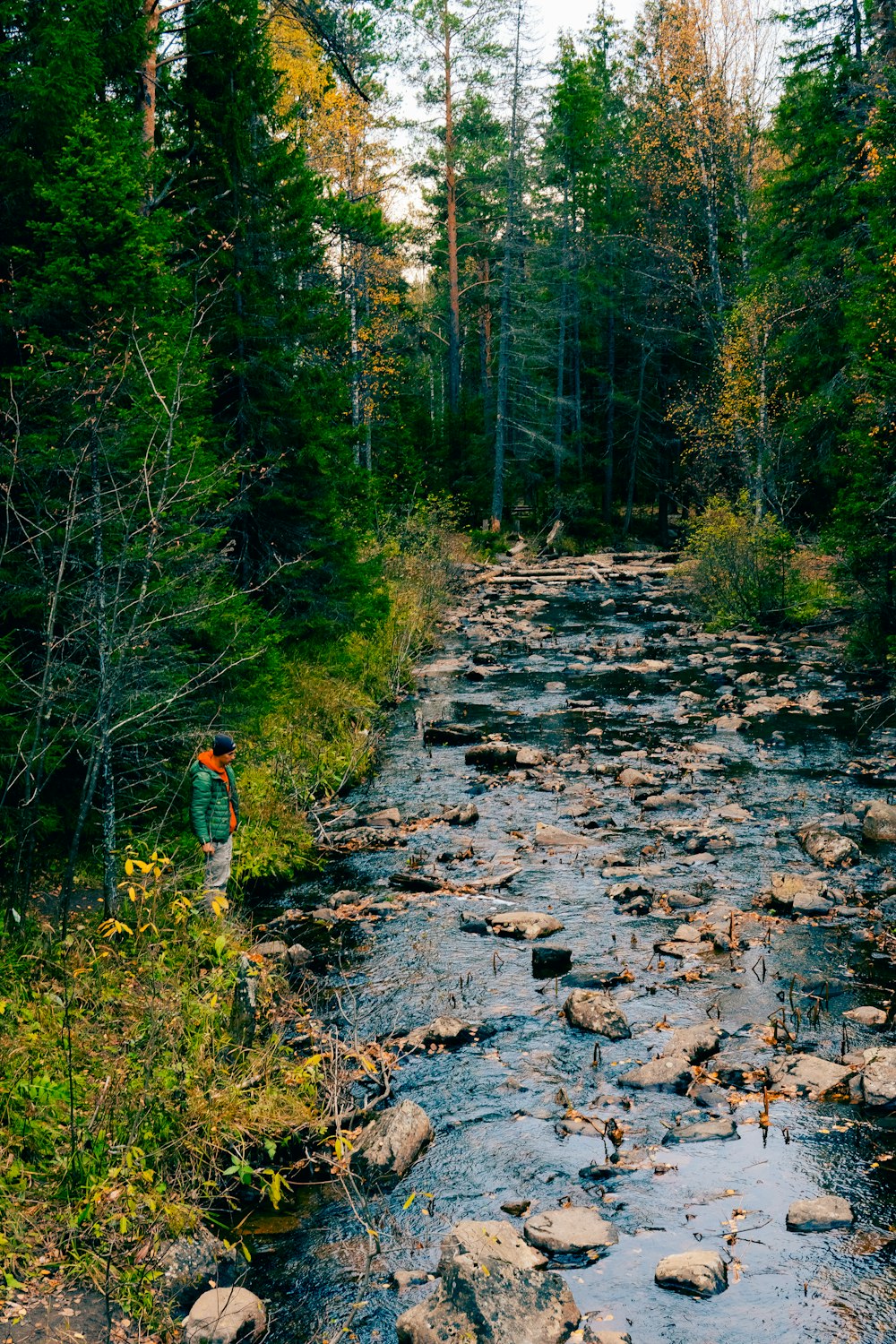 a person standing in a stream in a forest