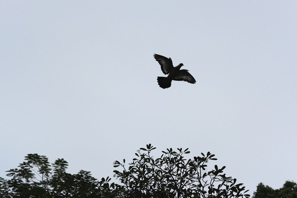 a bird flying in the sky