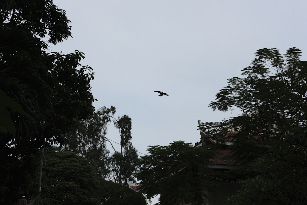 Un uccello che vola sopra gli alberi