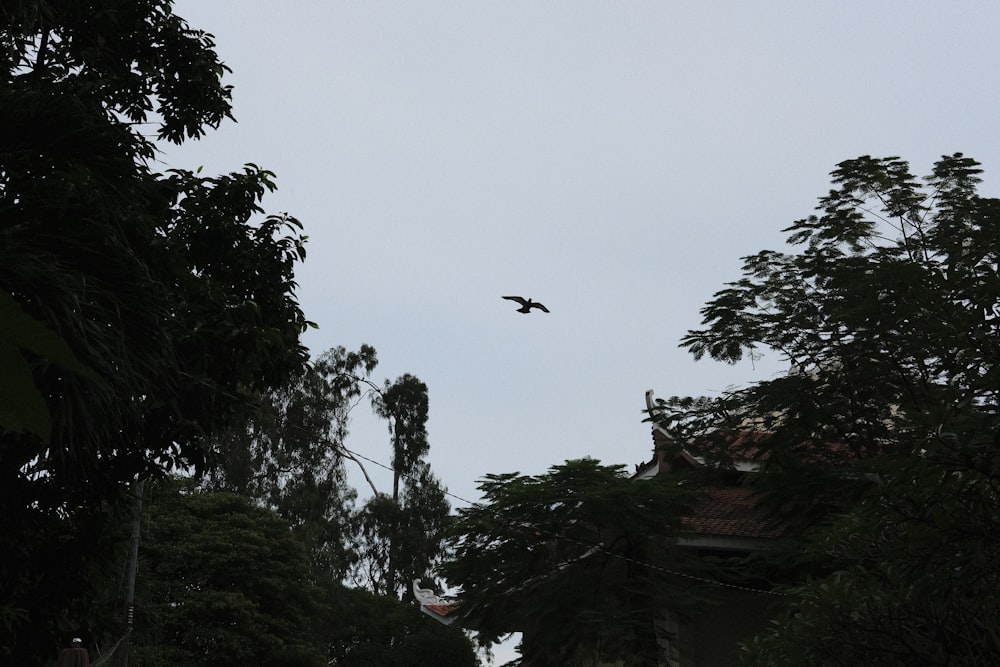 a bird flying over trees