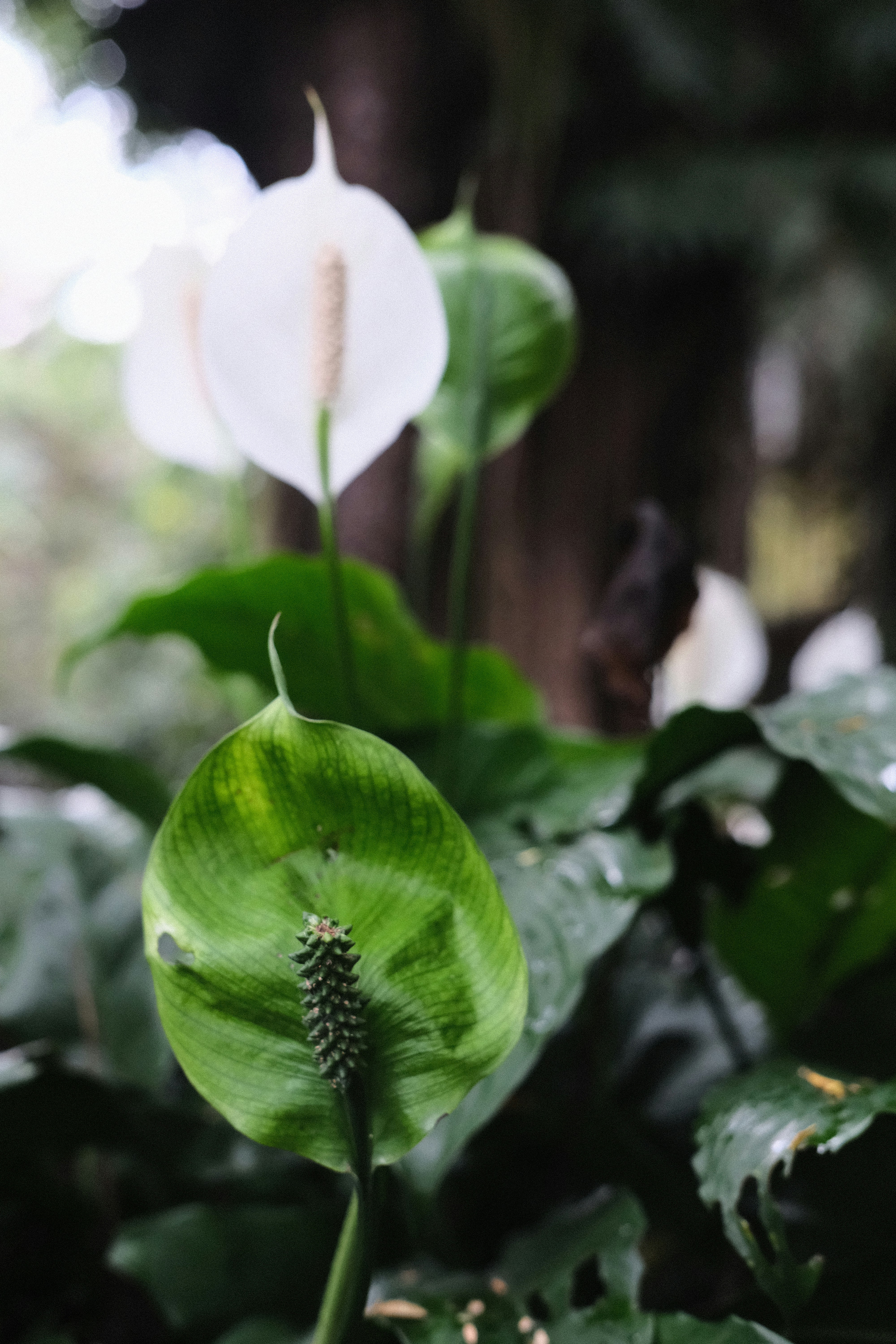Peace Lily Plant