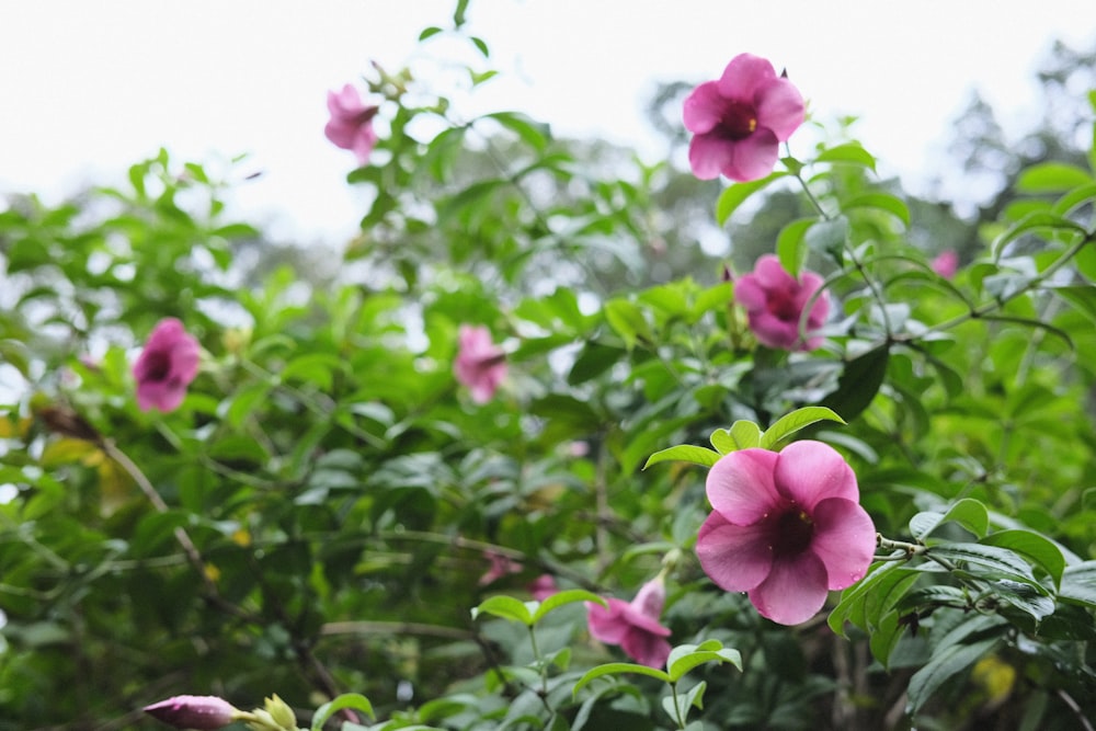 Eine Gruppe von Blumen