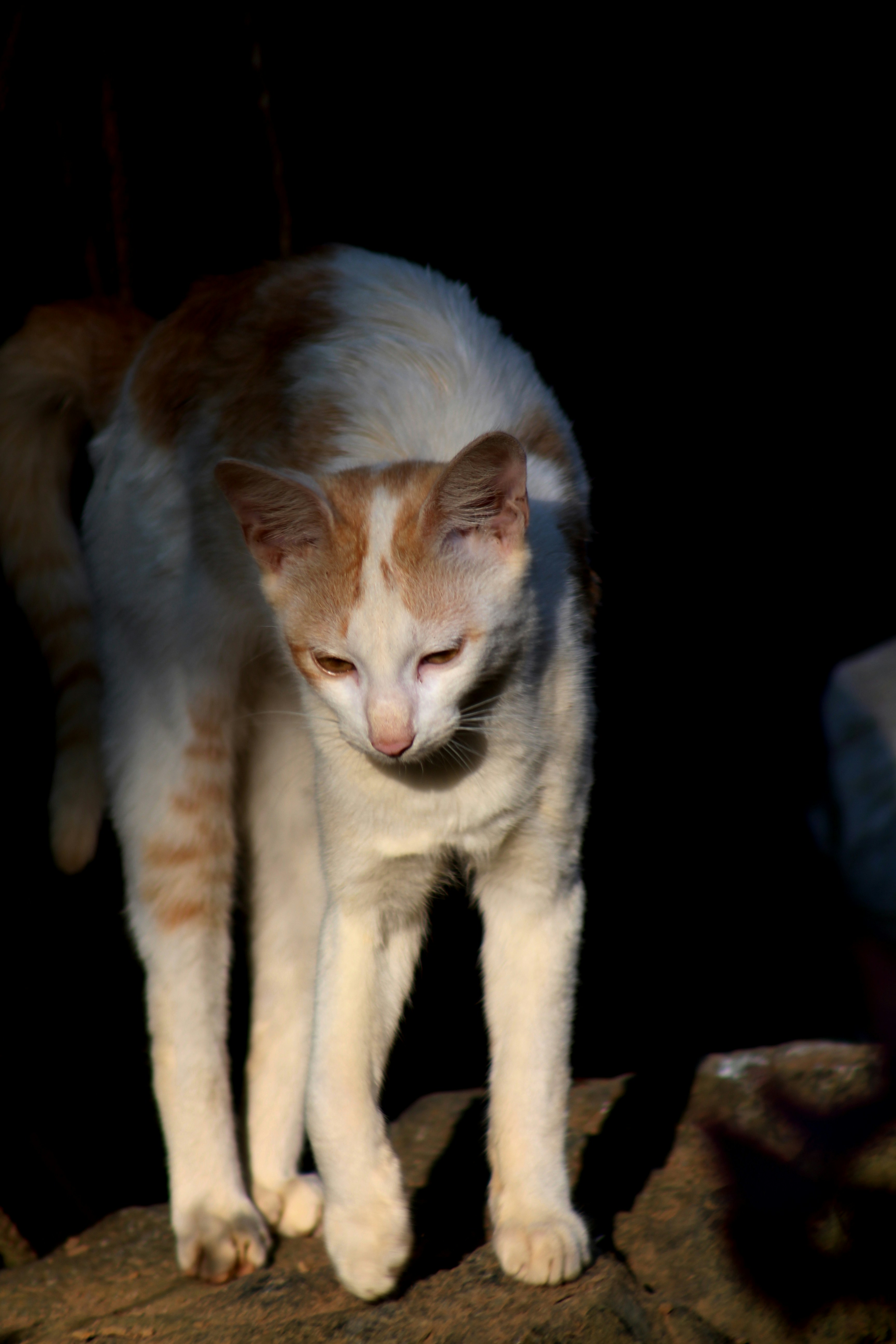 Photo by ajaydaswayanad