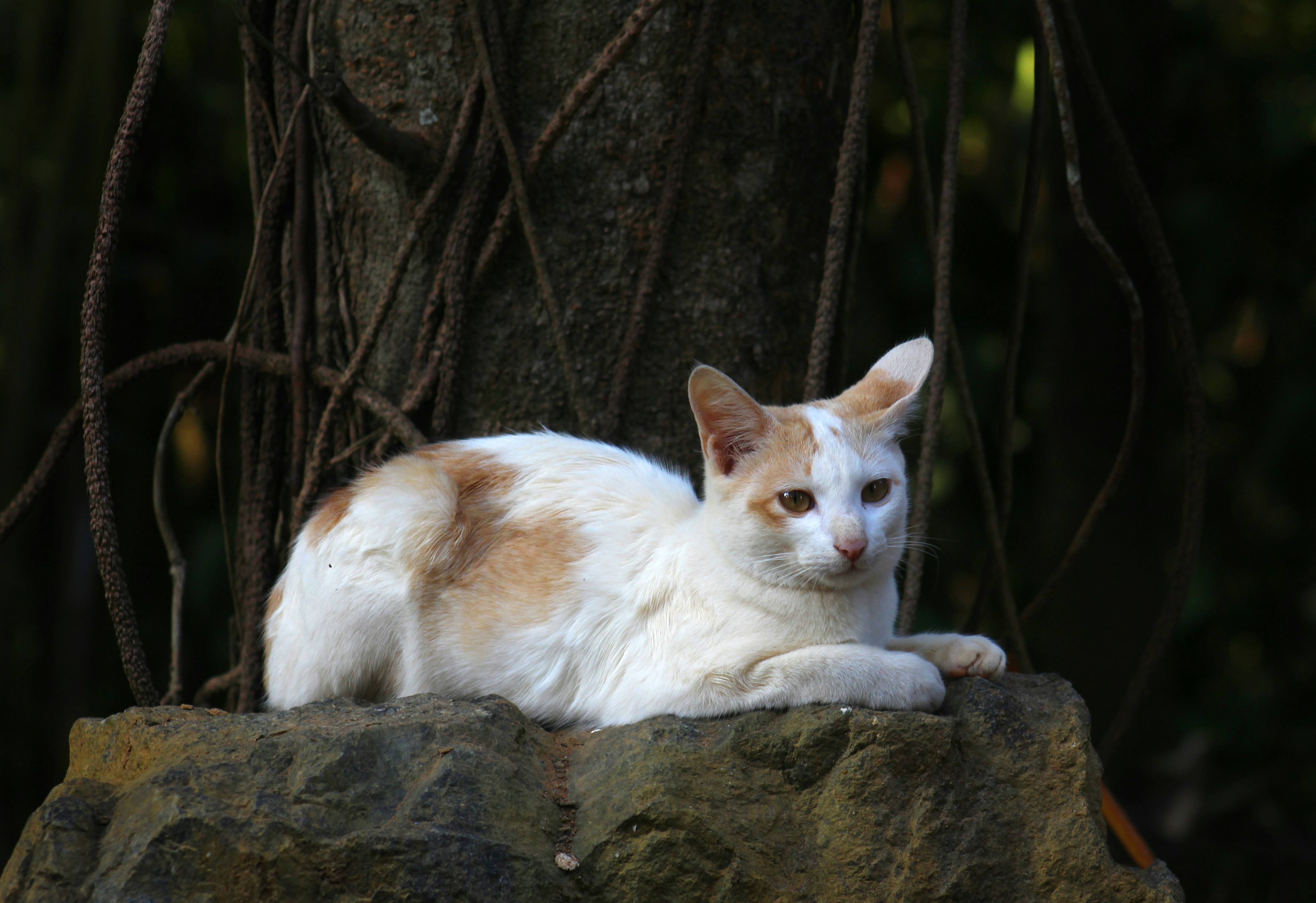 Photo by ajaydaswayanad
