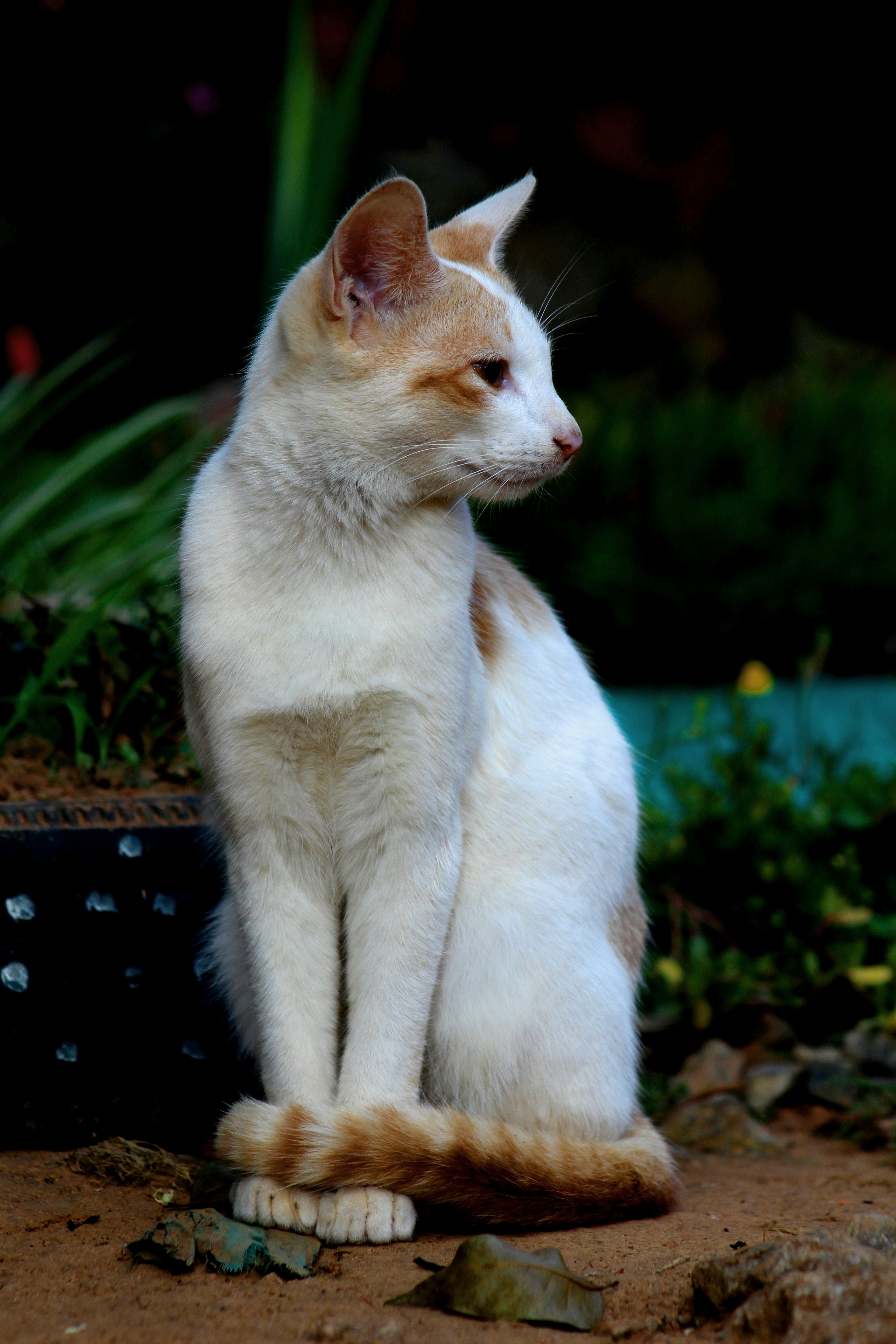 Photo by ajaydaswayanad