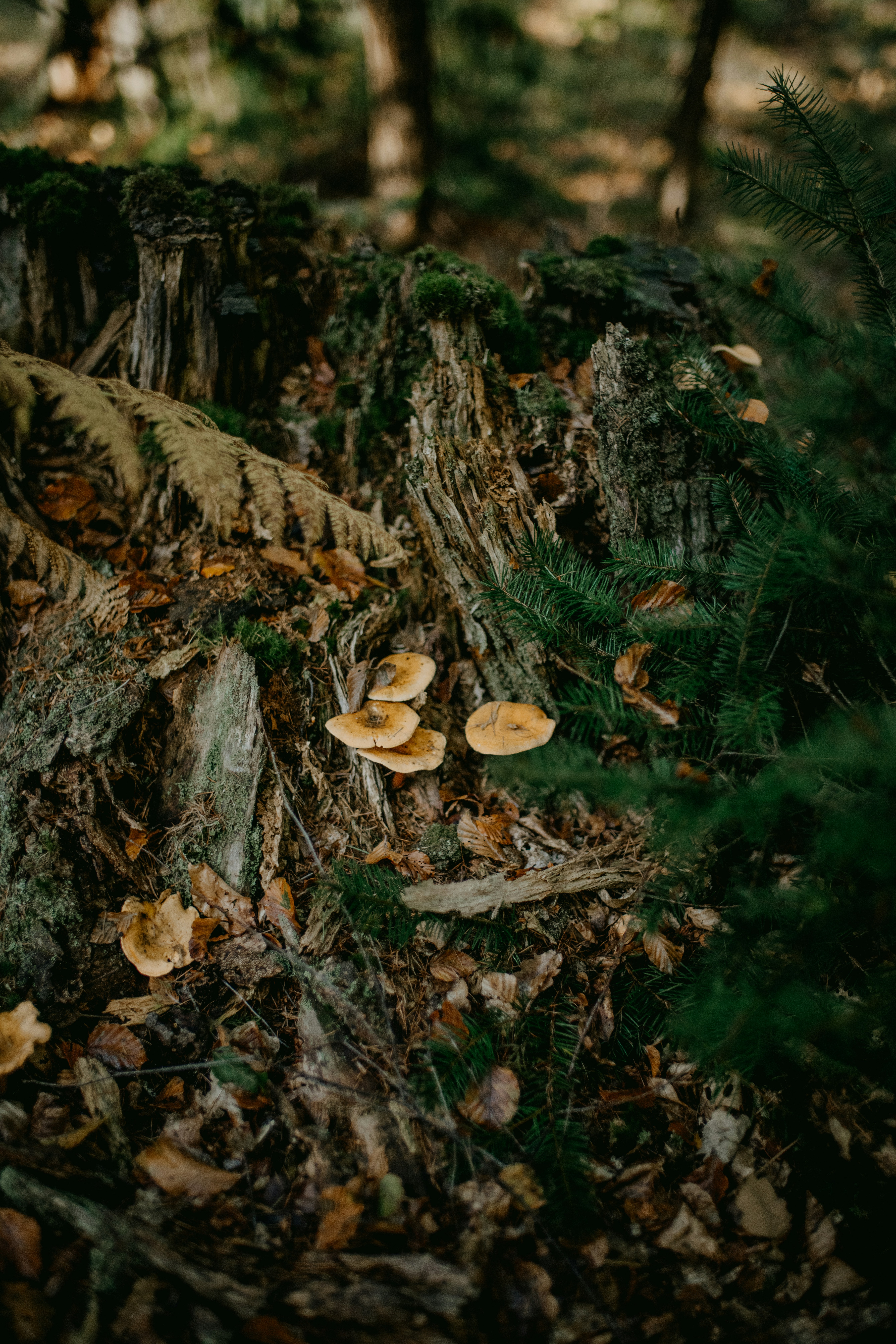 Photo by anniespratt