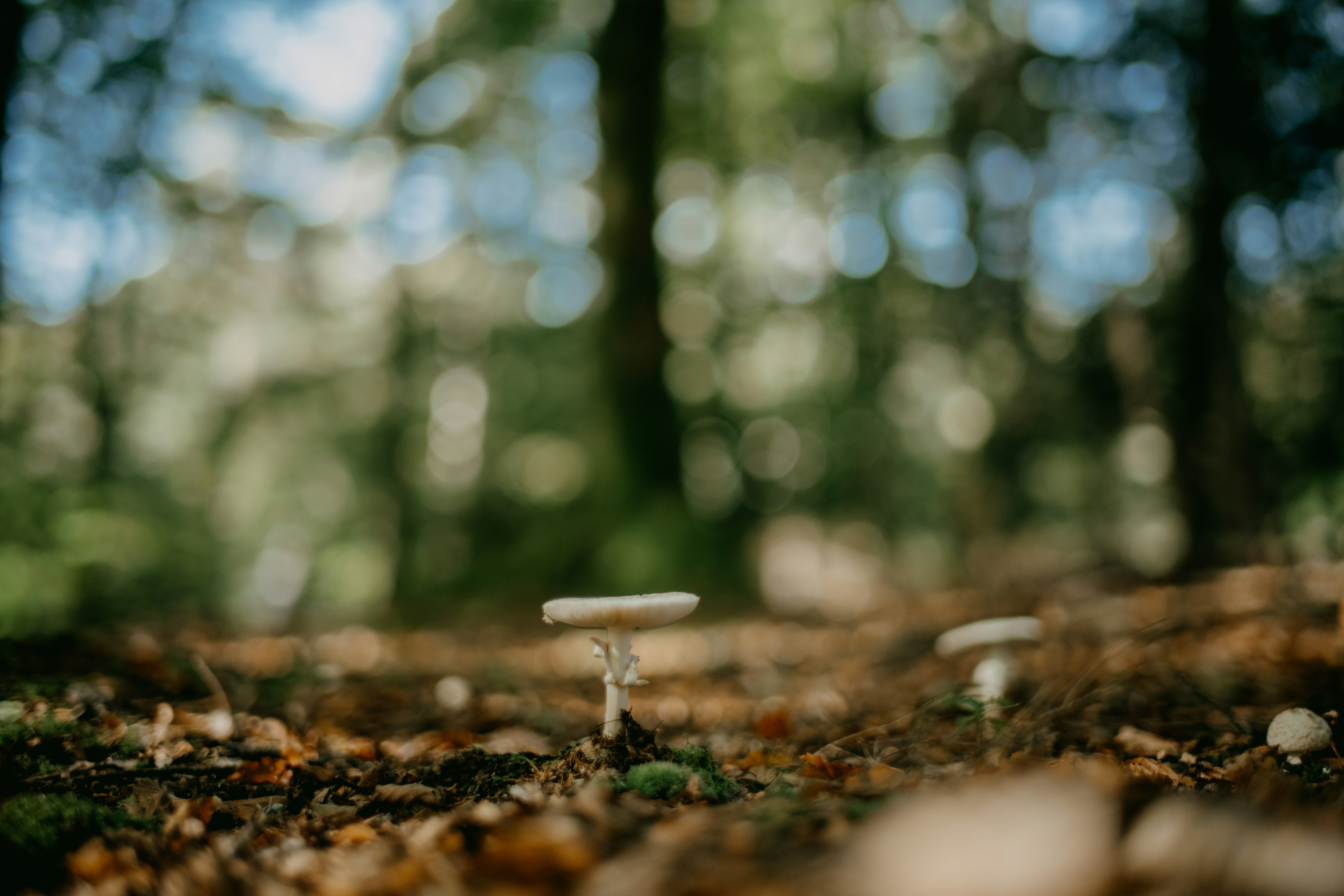 Photo by anniespratt