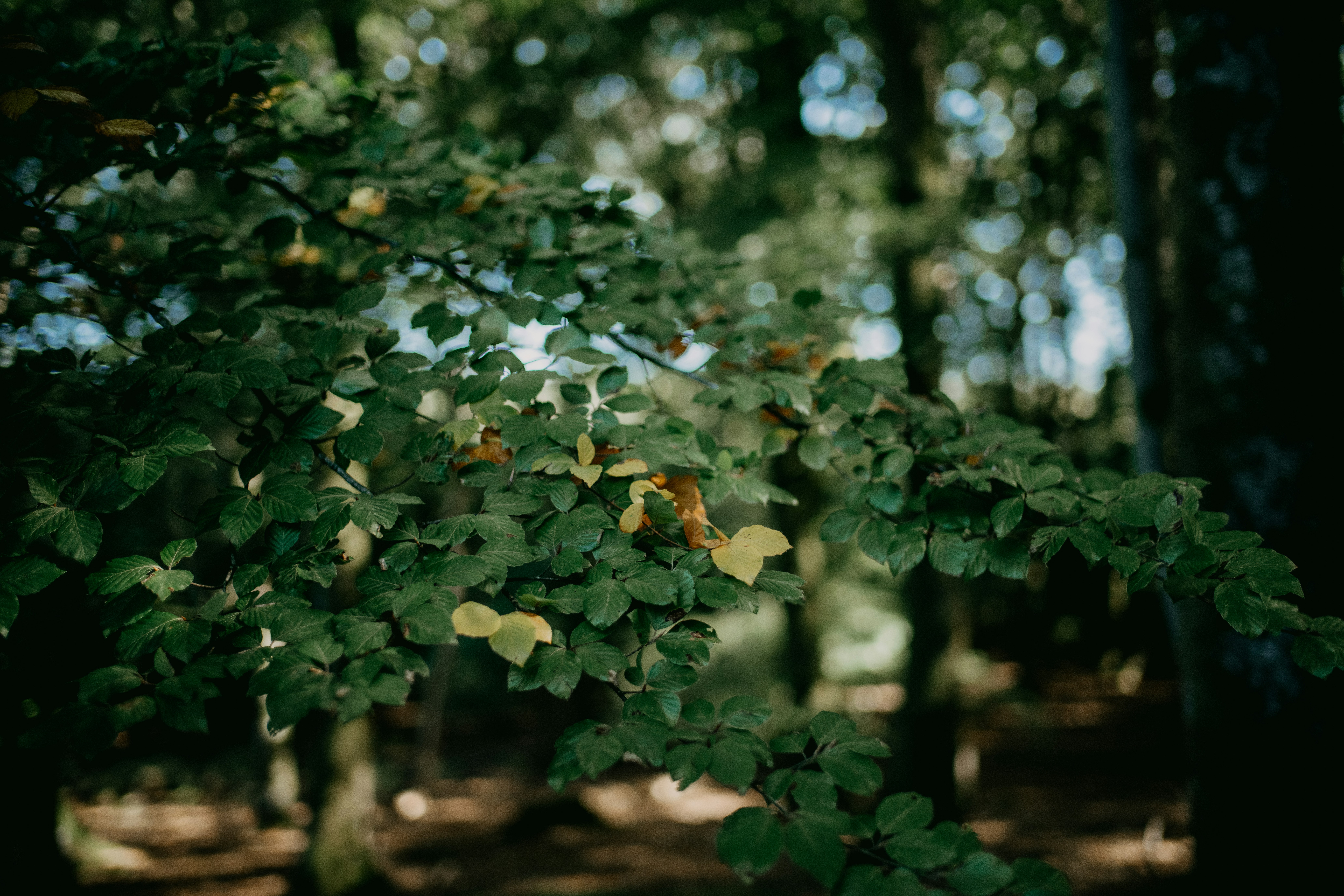 Photo by anniespratt