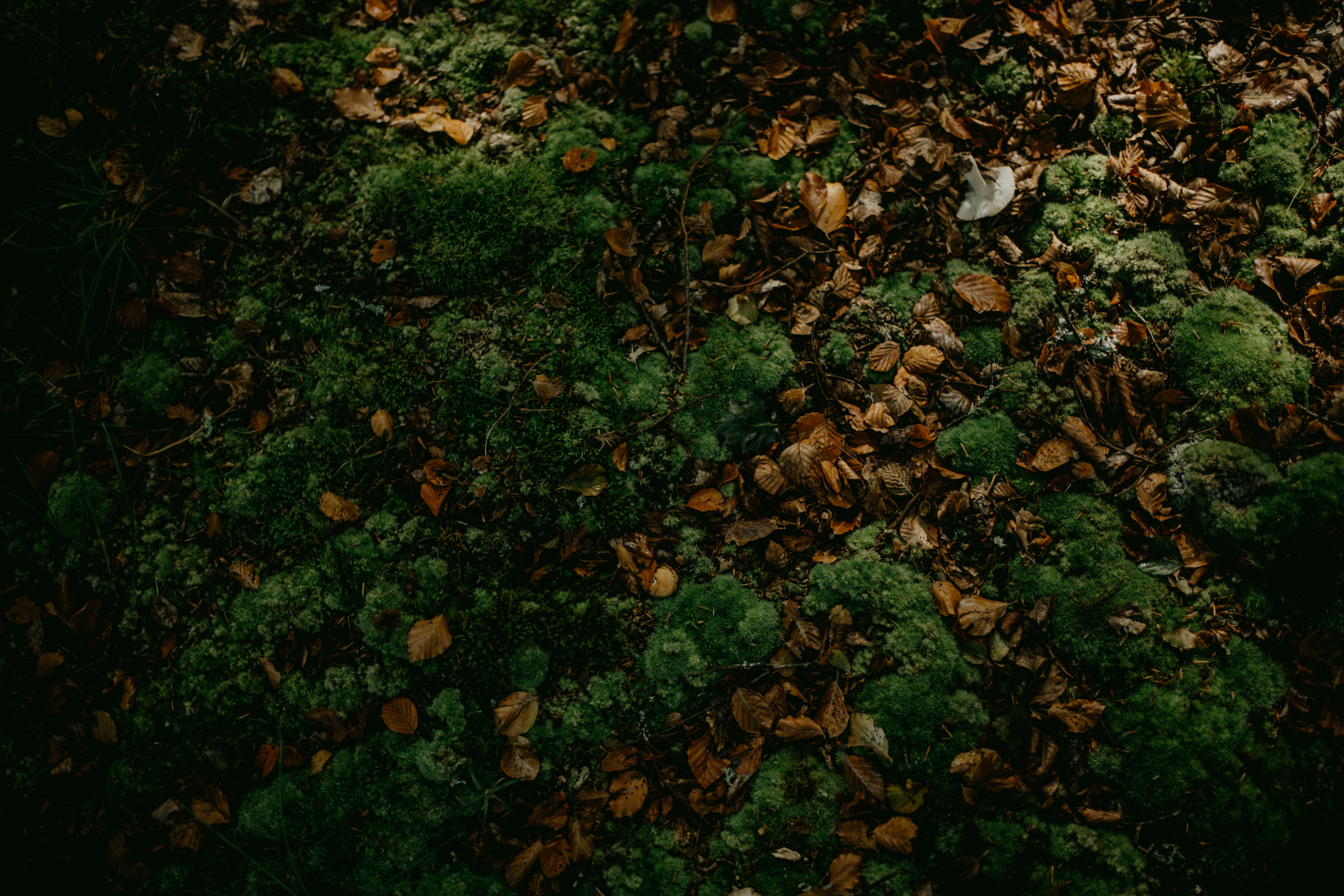 Photo by anniespratt