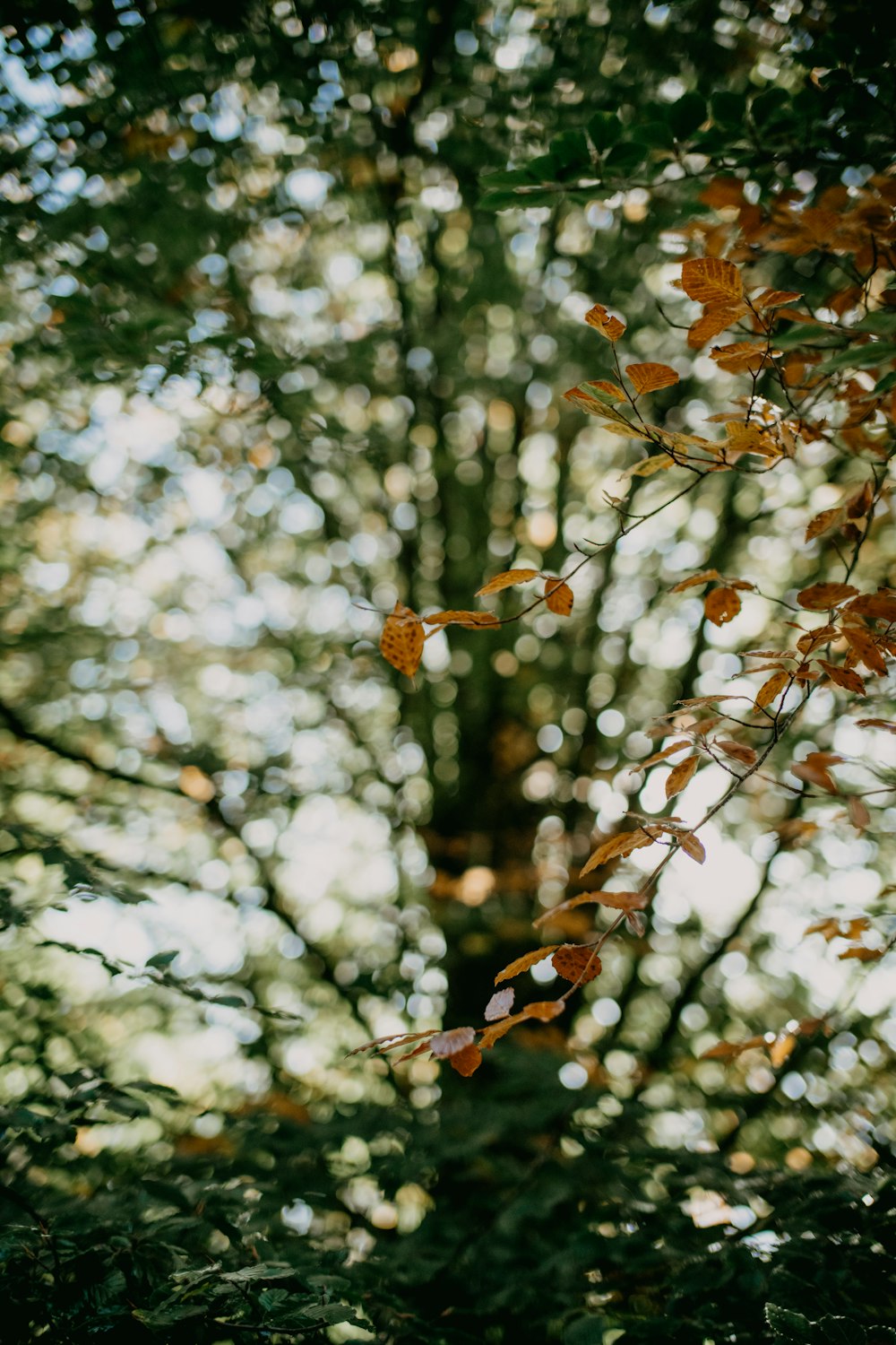 a close up of a tree branch