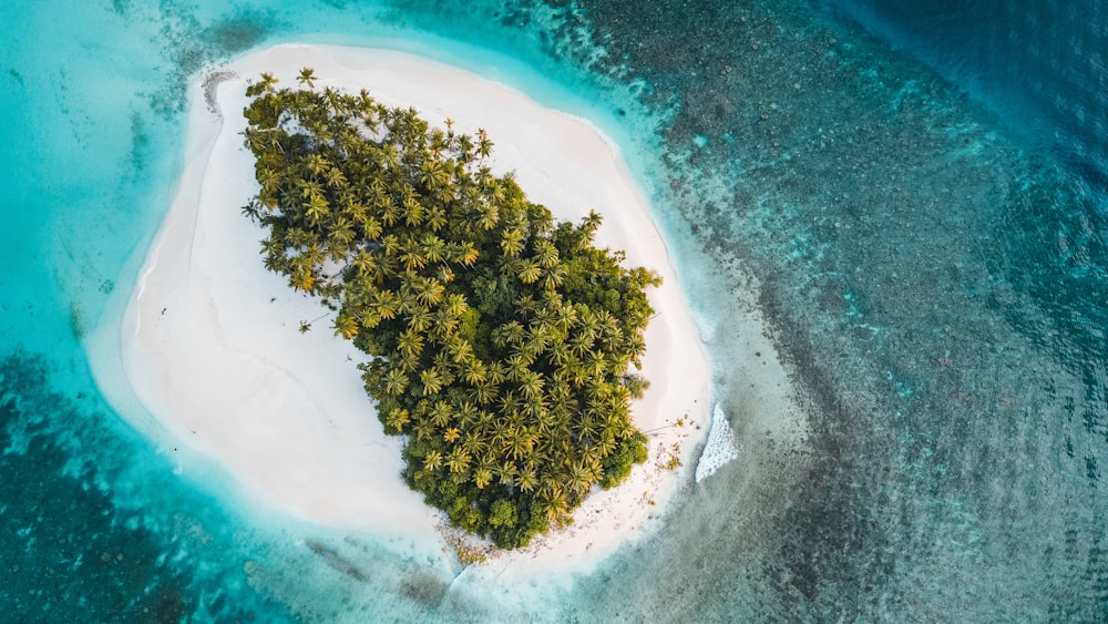 a small island with trees