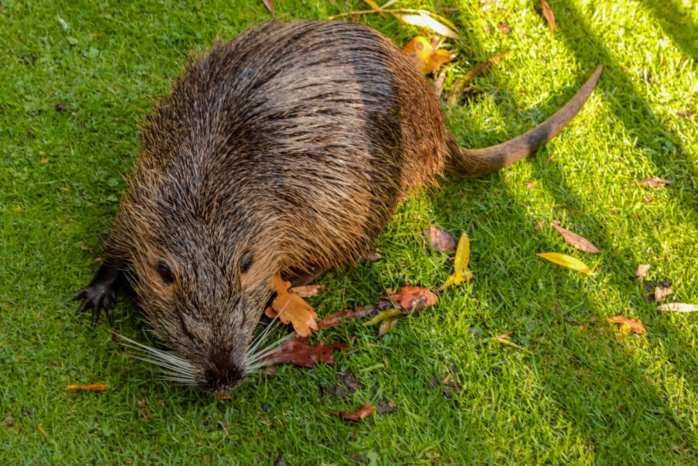 a brown animal on grass