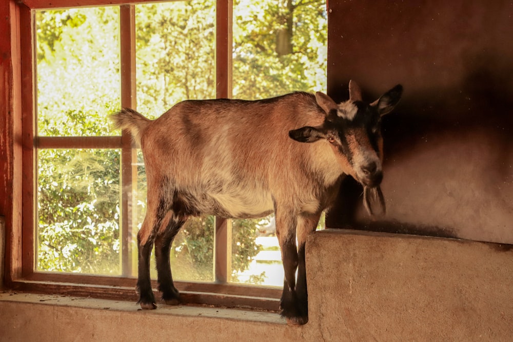 a brown animal standing in a doorway