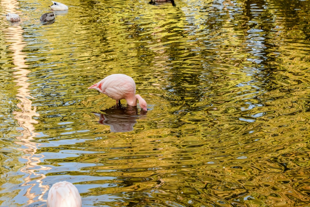 a pink flamingo in water