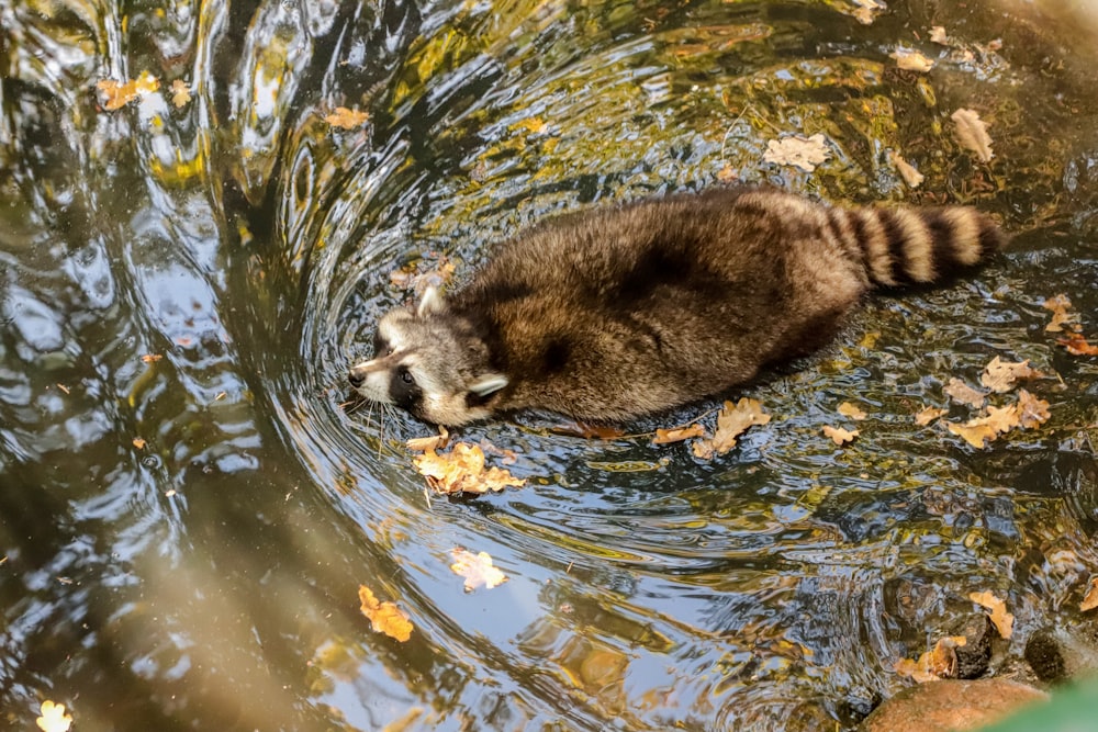 a raccoon in a pond
