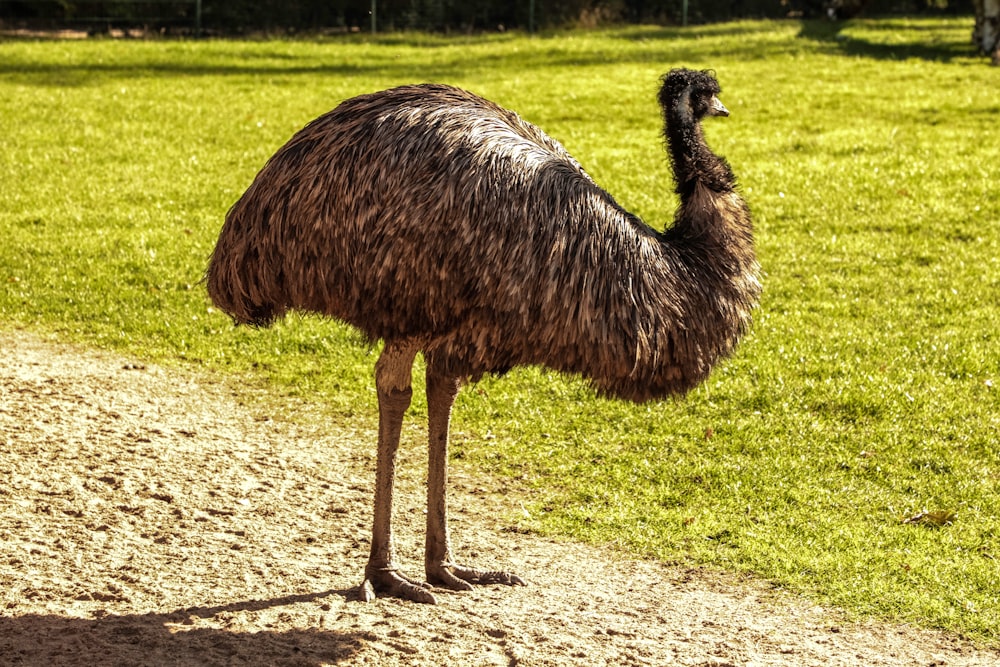 a bird standing on a dirt path