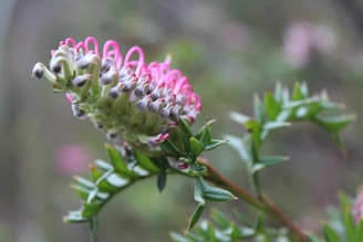 Close-up of local flora and fauna unique to Victoria's ecosystem