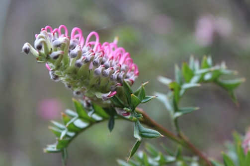 Close-up of local flora and fauna unique to Victoria's ecosystem