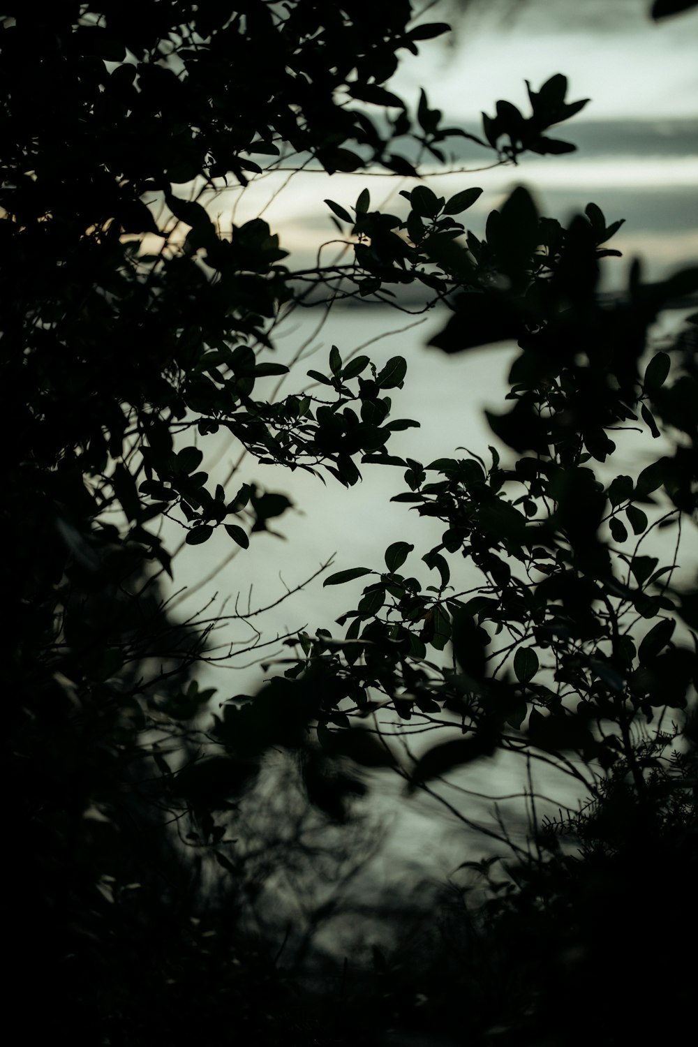 silhouette of a tree