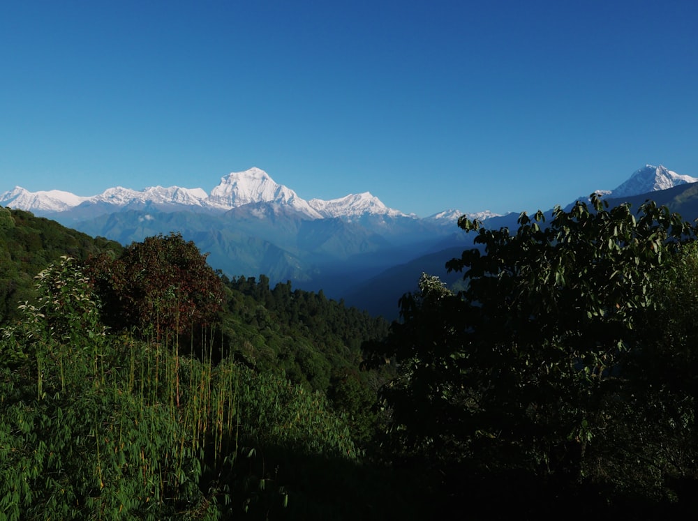 a mountain range with trees